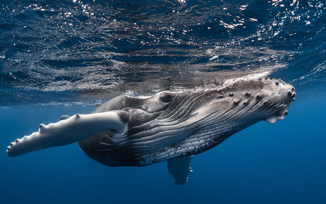 Baleines